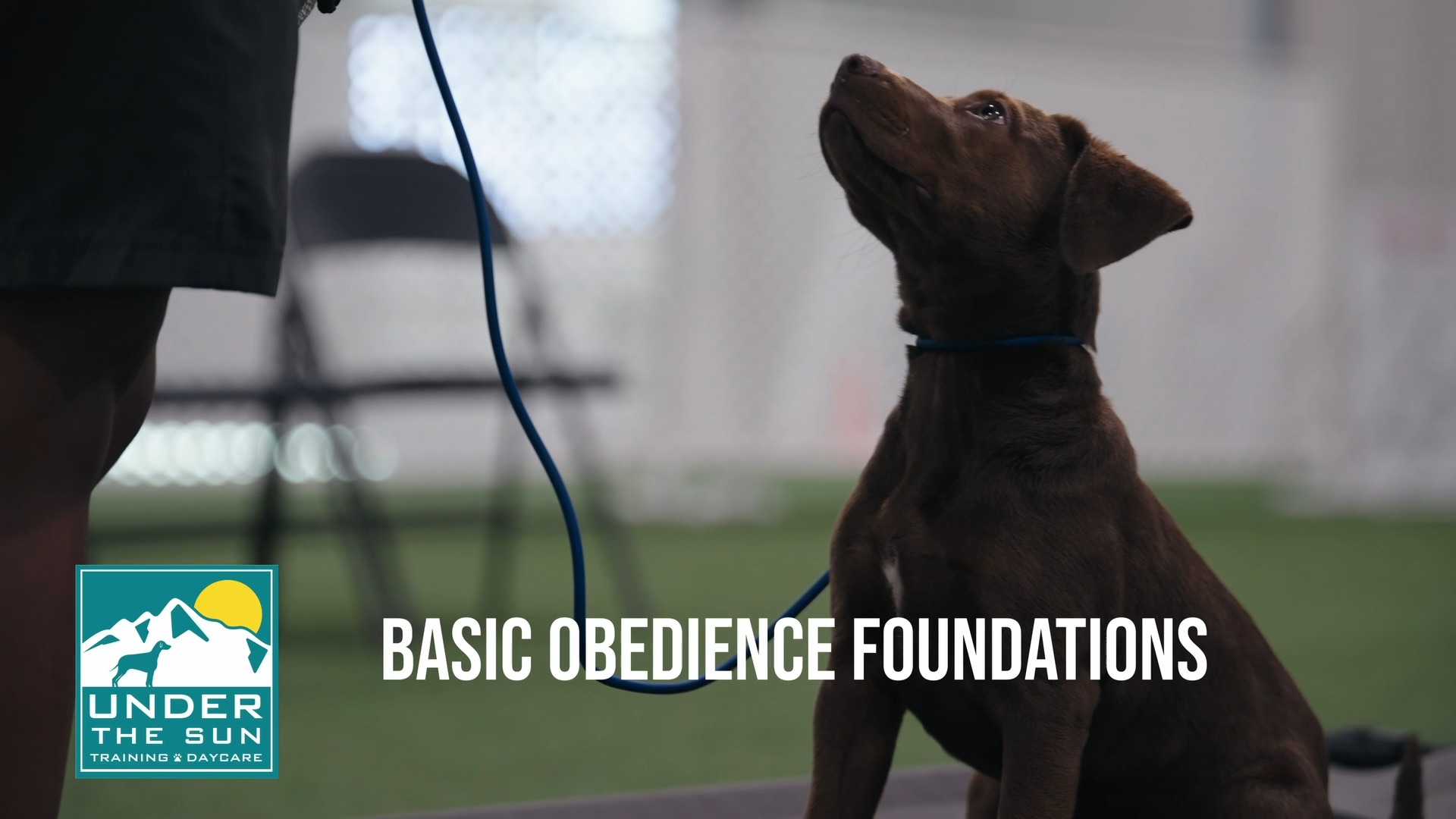 Under the Sun Puppy School!