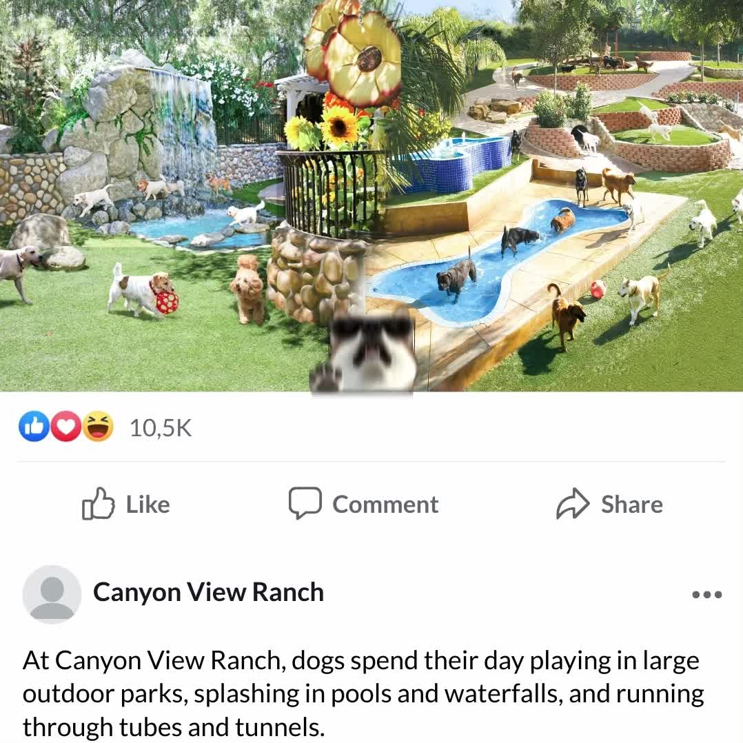 Canyon View Ranch Pet Boarding ad creative