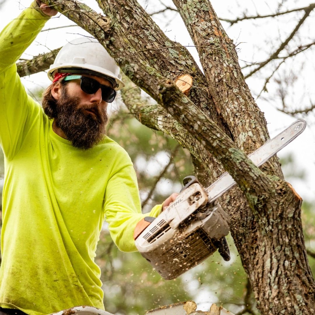 Tree Care Services For Home & Business
