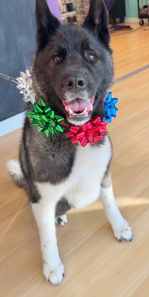 Clipper-Doodle-Do The Des Moines Dog Groomers