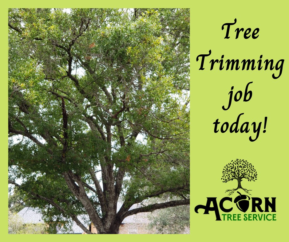 Acorn Tree Service