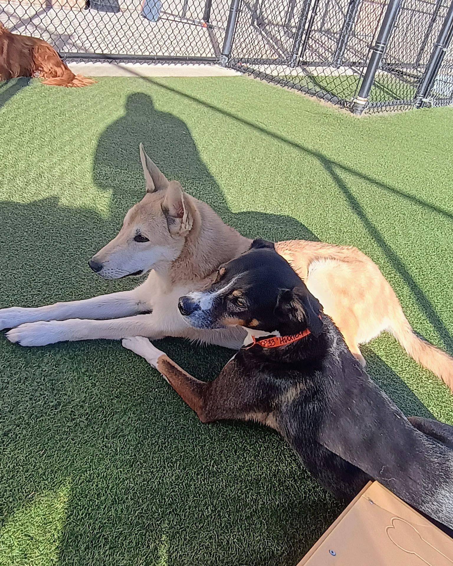 City Bark Centennial