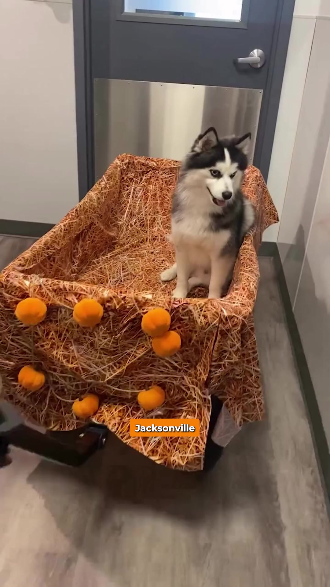 Today’s Pet Care Pick: Dogtopia Jacksonville