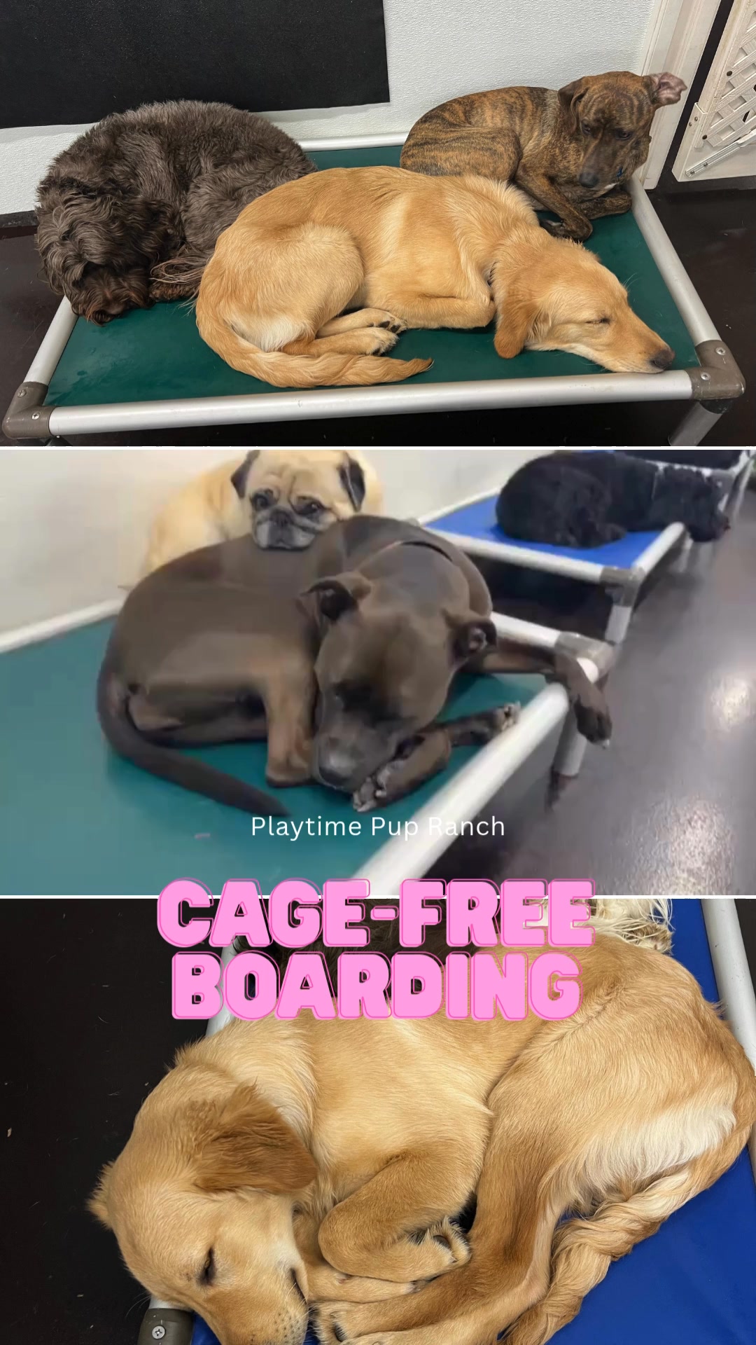 Playtime Pup Ranch Pet Boarding ad creative