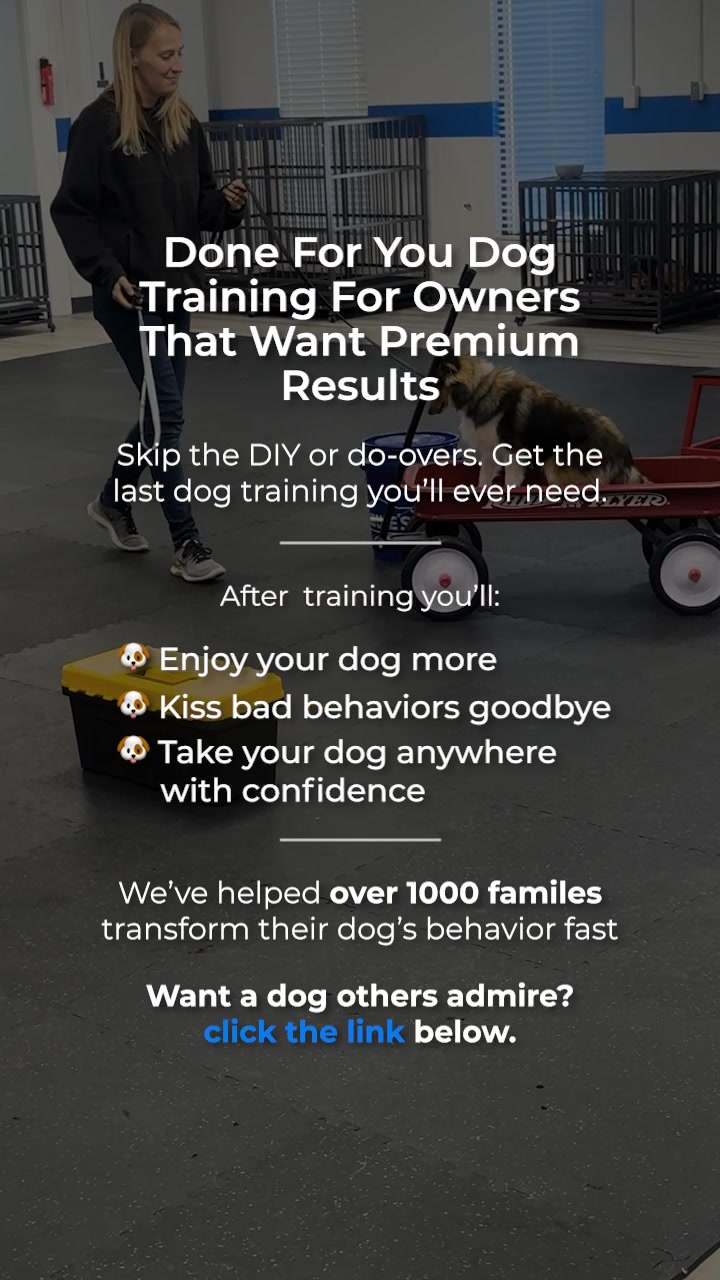 Dog Training Elite of Indianapolis Dog Training ad creative