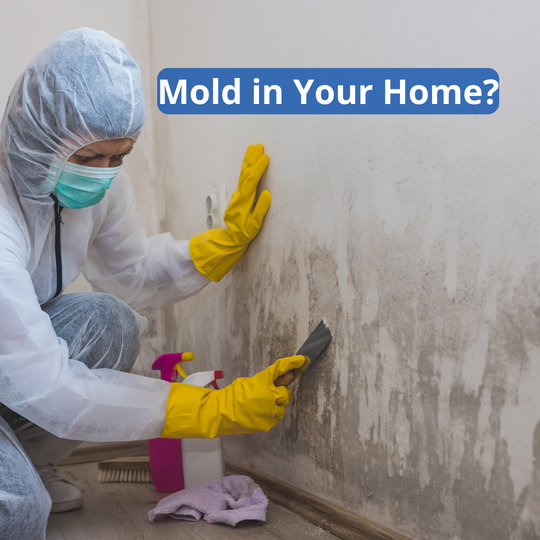 Mold Removal in Olathe, KS | Expert Mold Removal Services | 100% Guaranteed