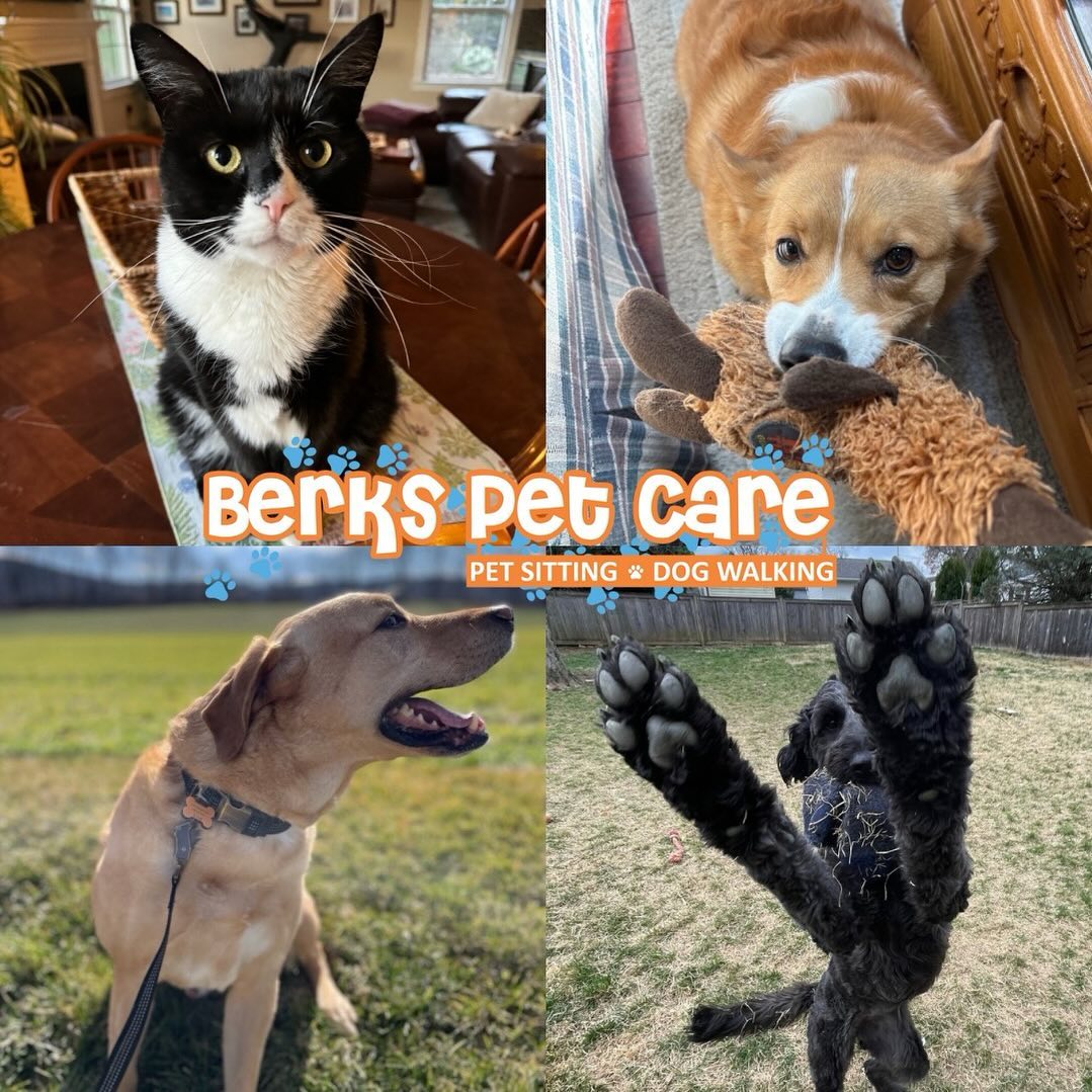 Berks #1 Dog Walking Company