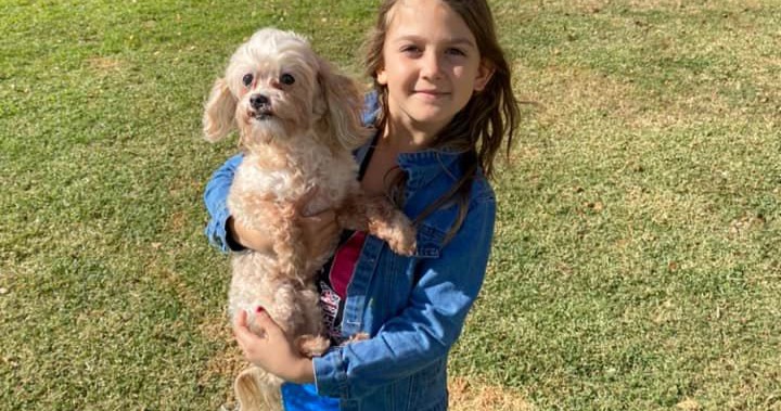 Classy Canines Pet Resort Pet Boarding ad creative