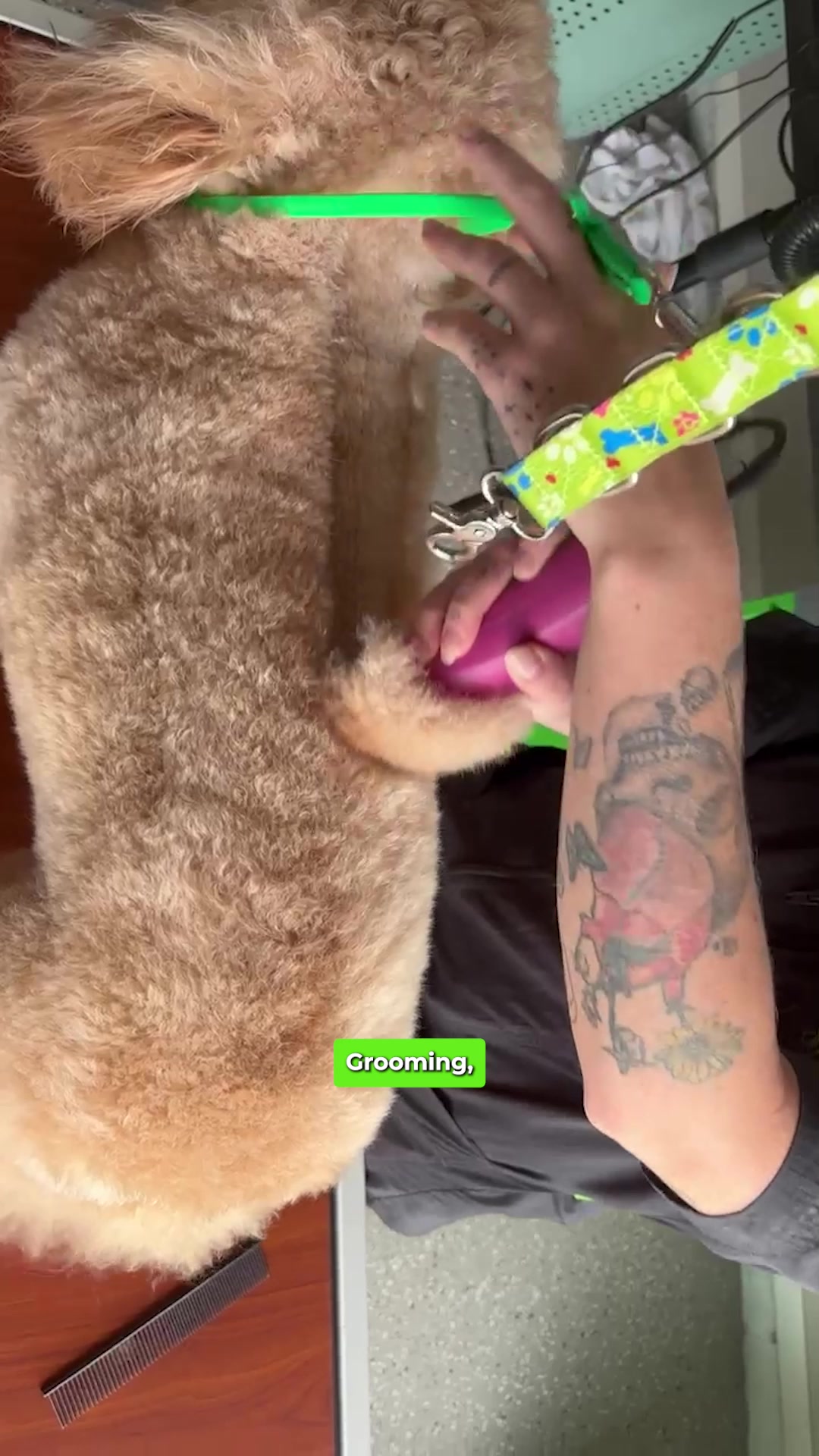 Today’s Pet Care Pick: PetSquad Springdale