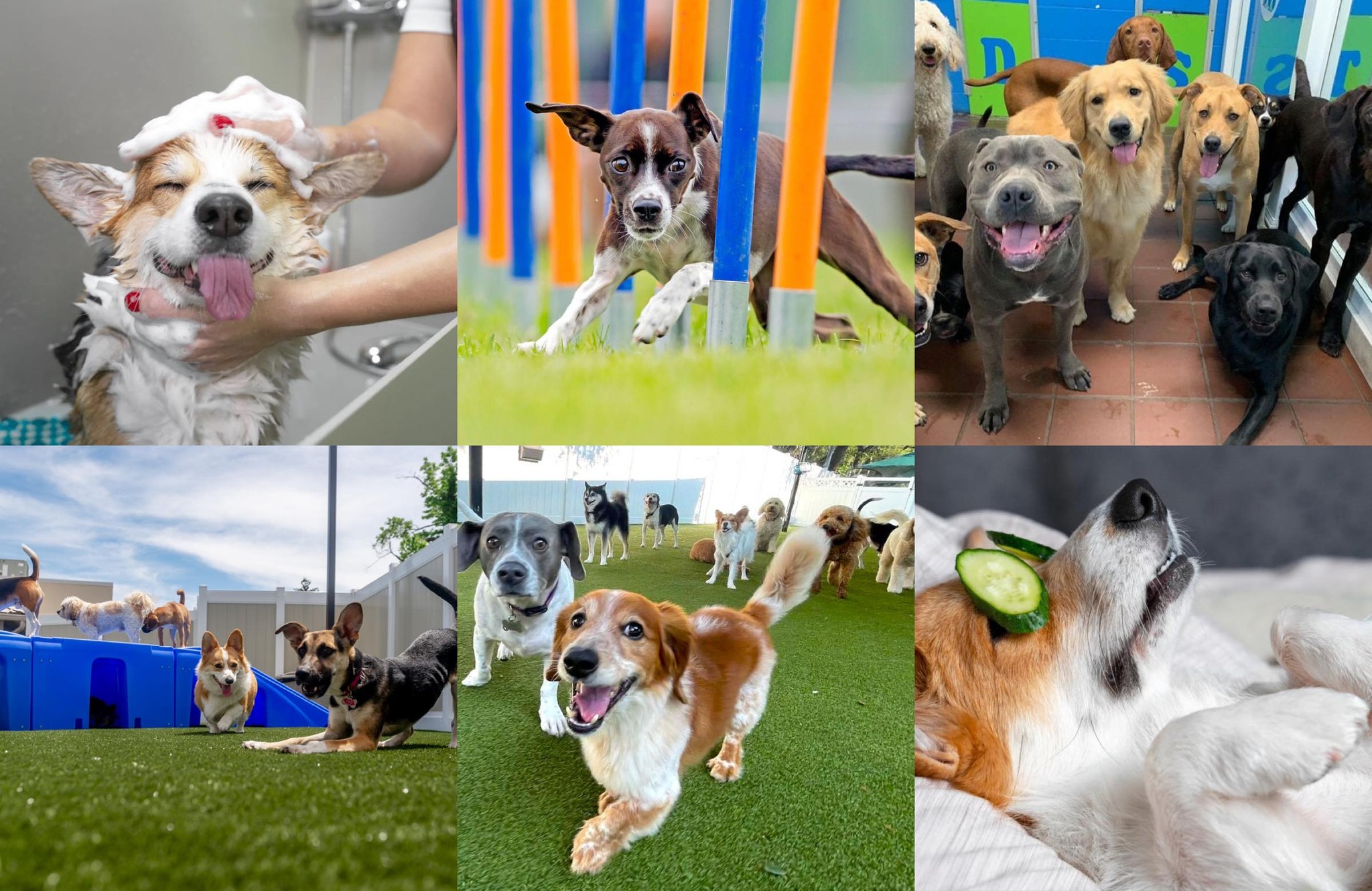 All 4 Paws Pet Care, West Hartford CT Pet Boarding ad creative