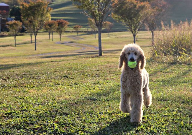 Mountain View Pet Care Pet Boarding ad creative