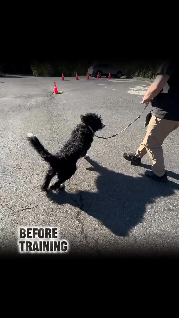 From Wild to Well-Mannered 🐾