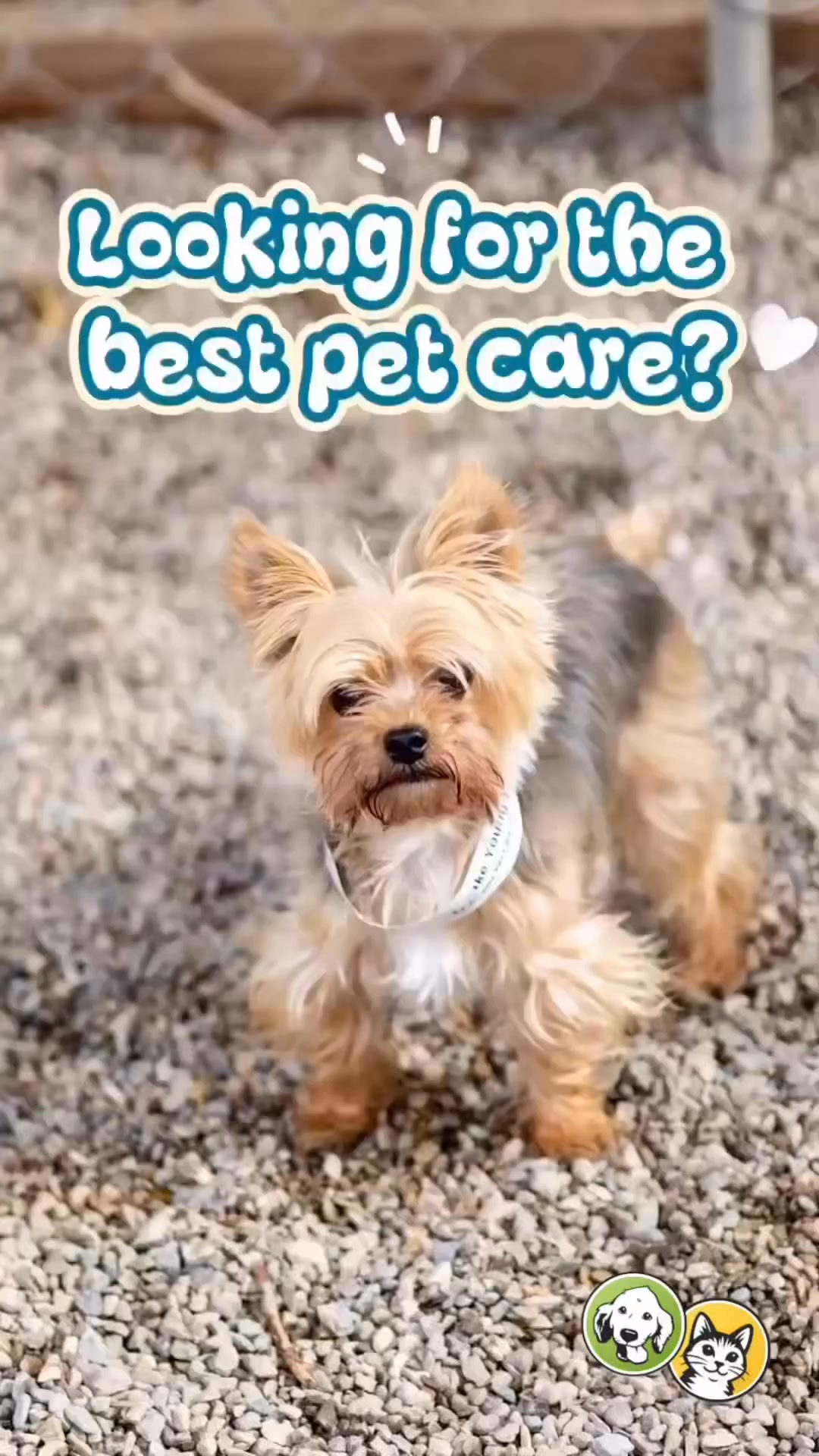 Pet Boarding Since 1967