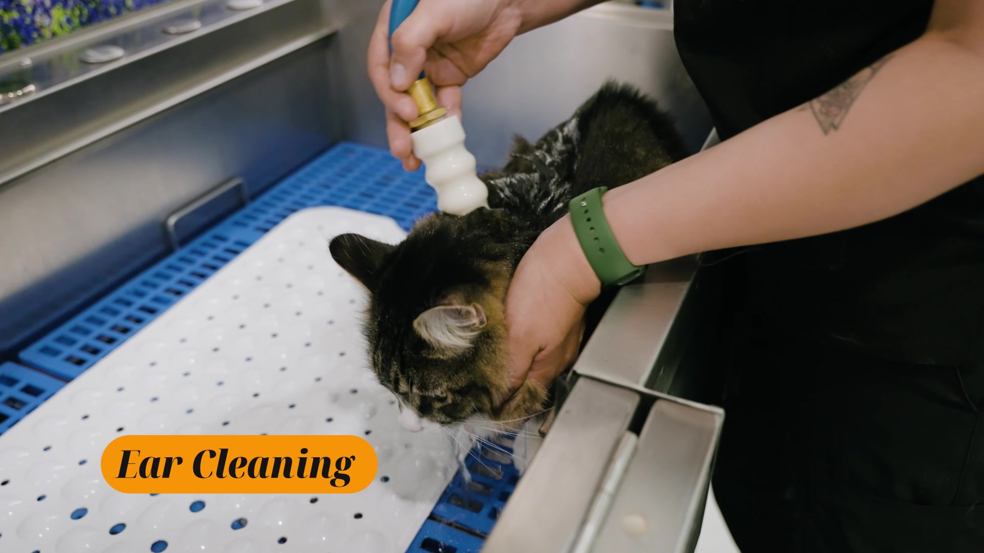 Book Your Cat’s Grooming Appointment Now! 🐾✨