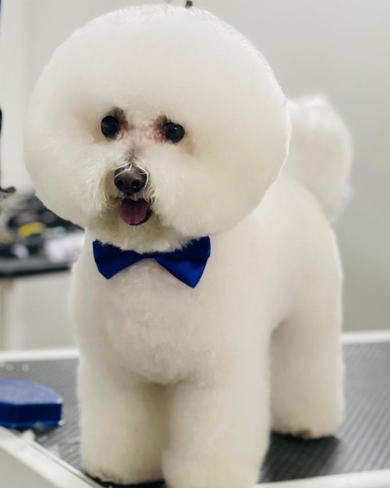 Pet Groomers In Brooklyn