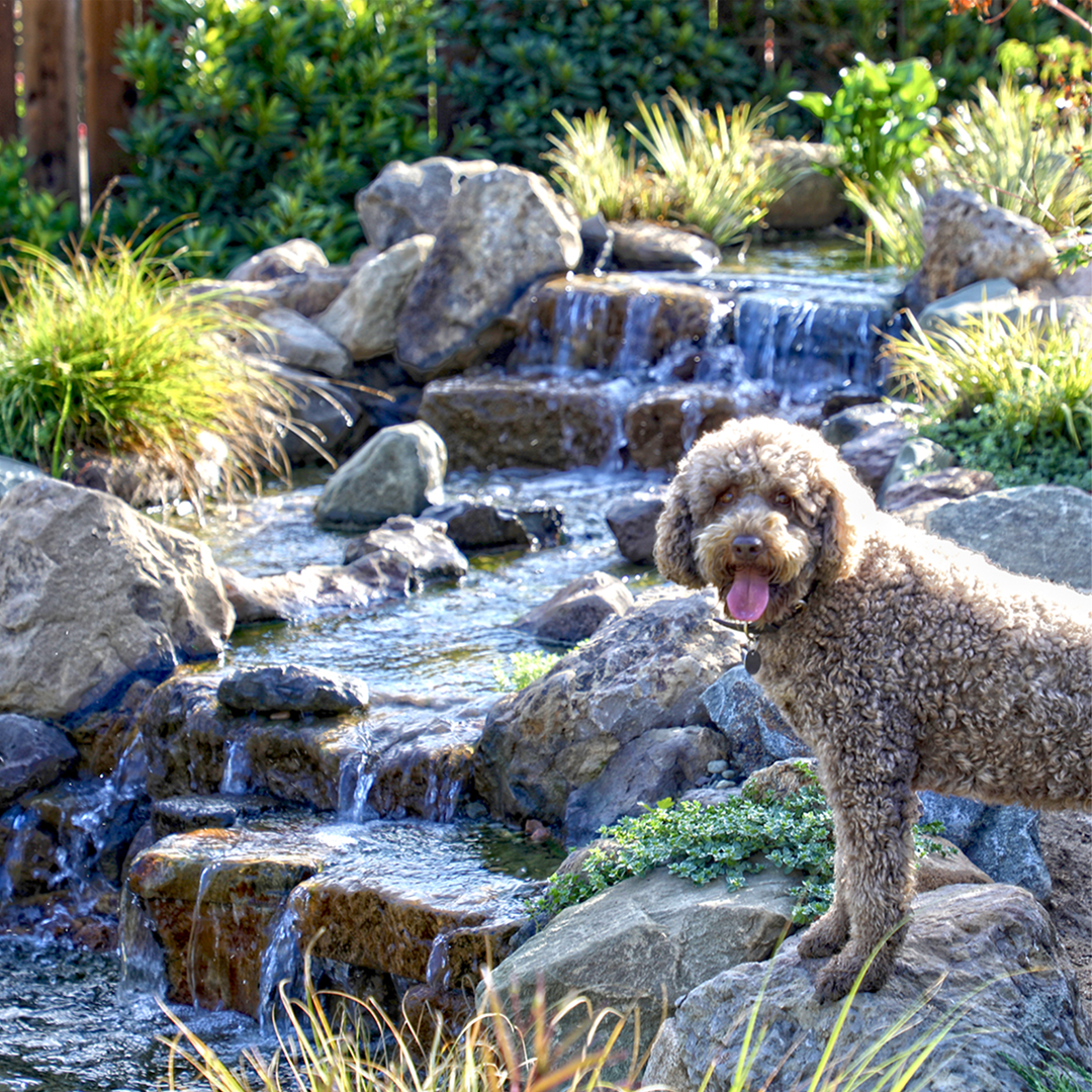 California Waterscapes Landscaping ad creative