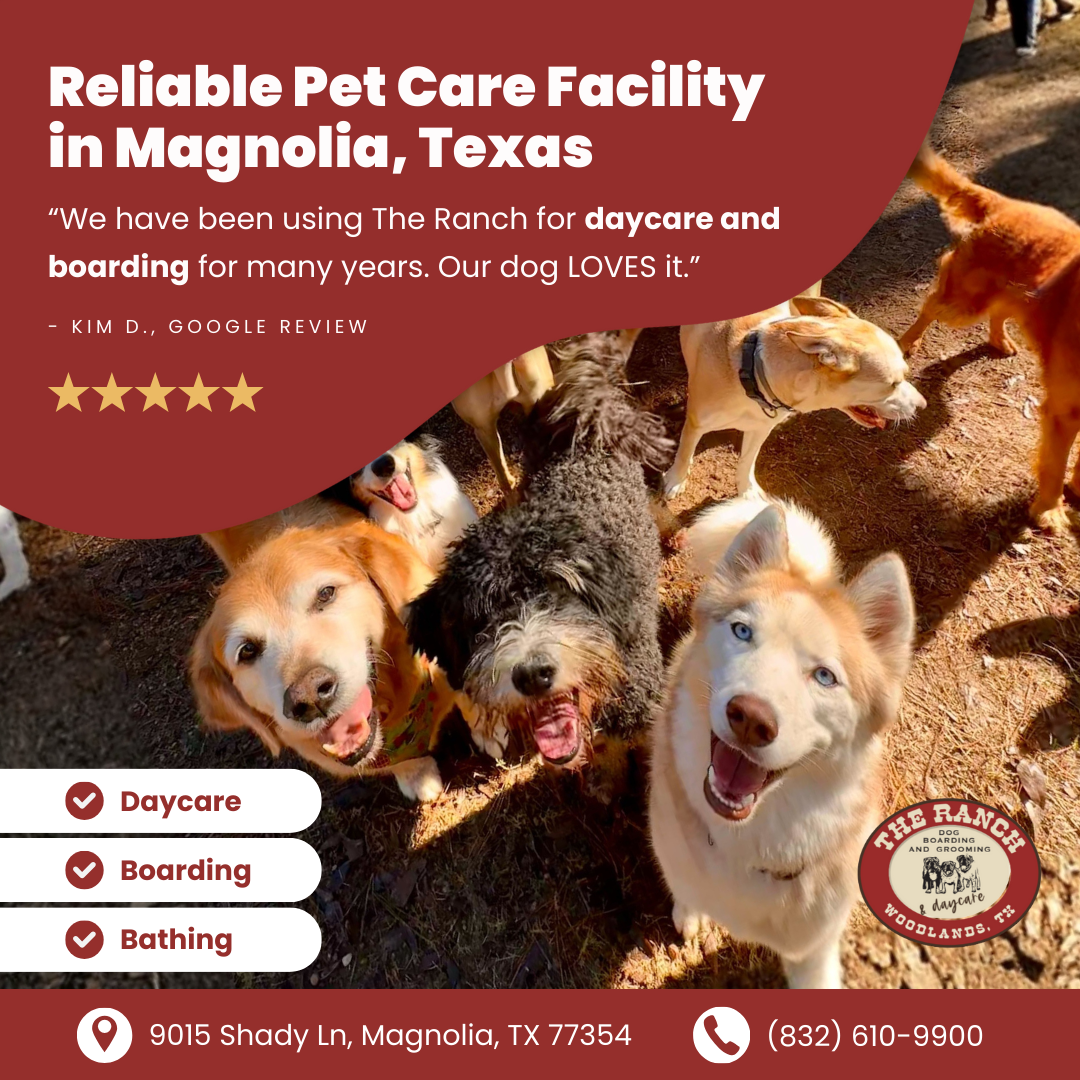 Today's Pet Care Pet Boarding ad creative