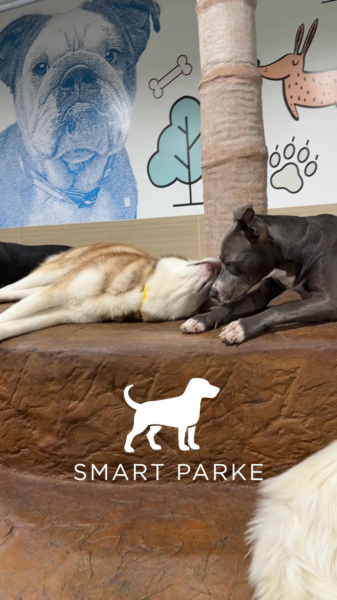 Smart Parke Pet Boarding ad creative