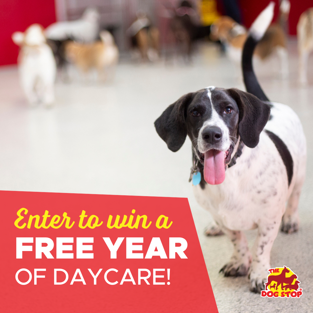 Win A FREE YEAR Of Daycare!