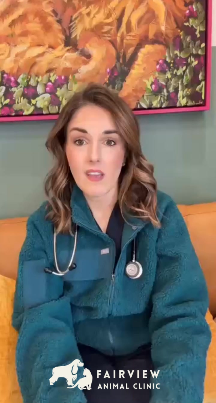 Daytime Urgent Care for Pets