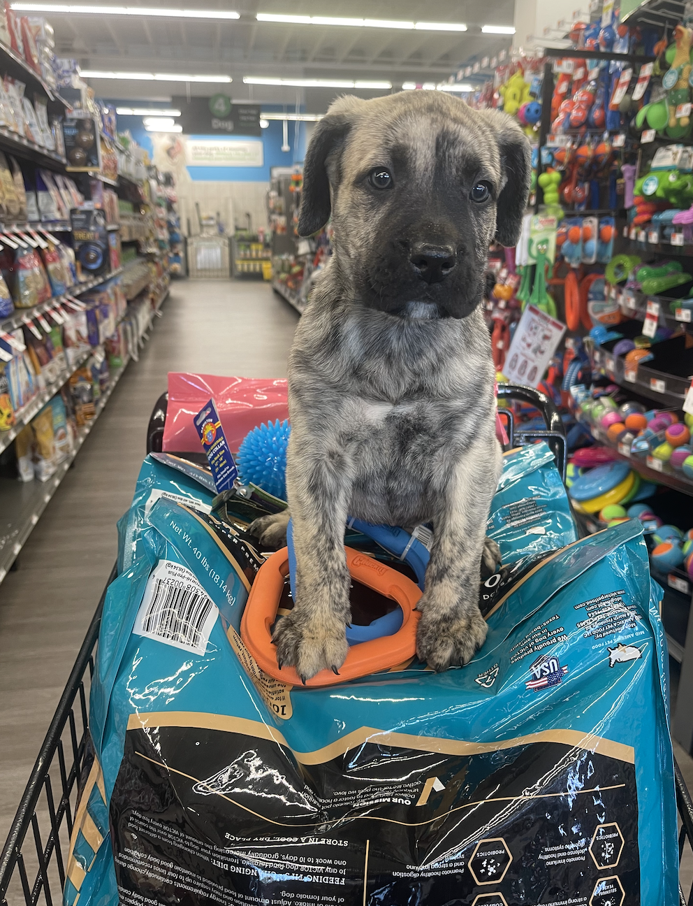 Pet Supplies Plus Fishtown