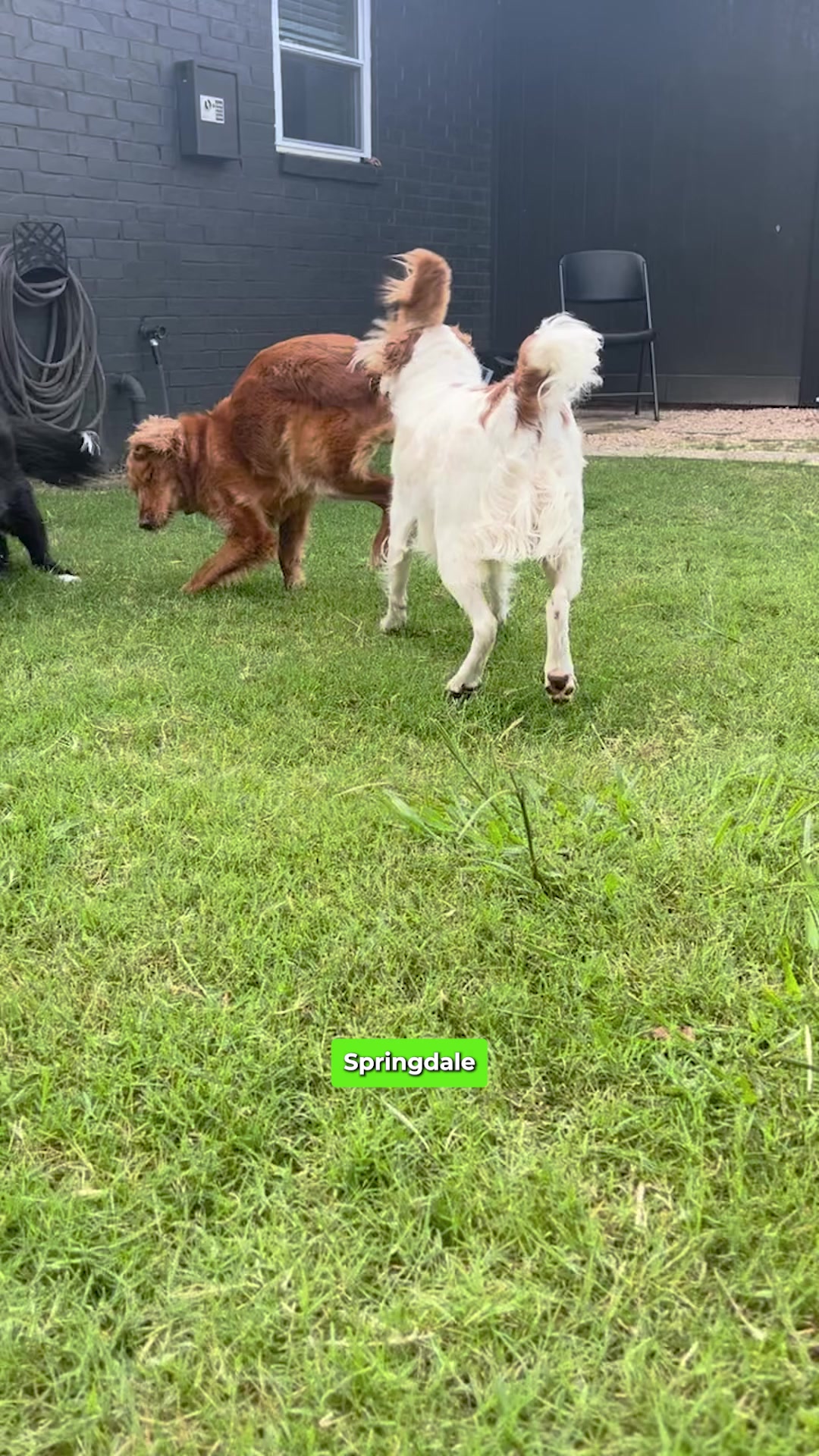 Today’s Pet Care Pick: PetSquad Springdale