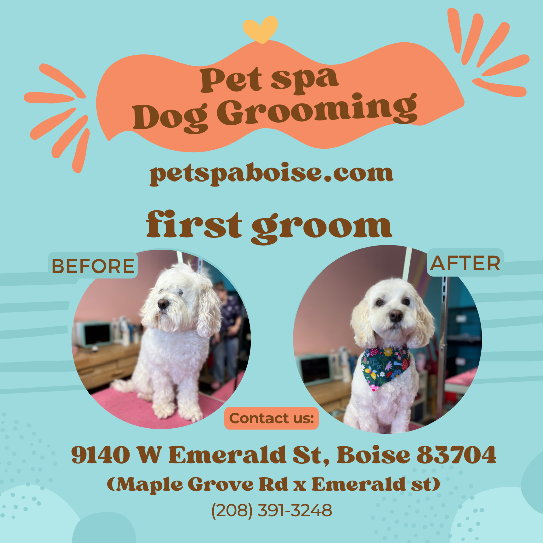 Pet Spa Pet Grooming ad creative