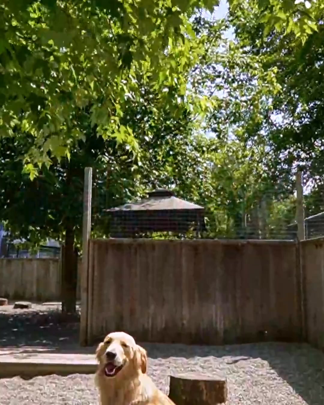 Good Dog: Happy Tails Guaranteed