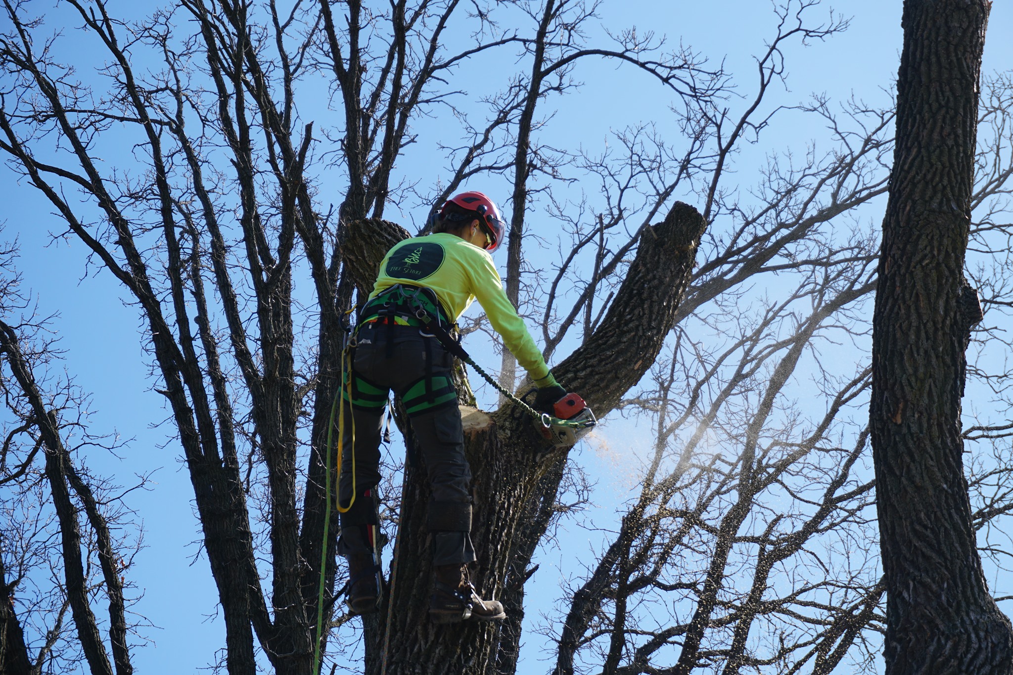 Nellen Tree Works LLC