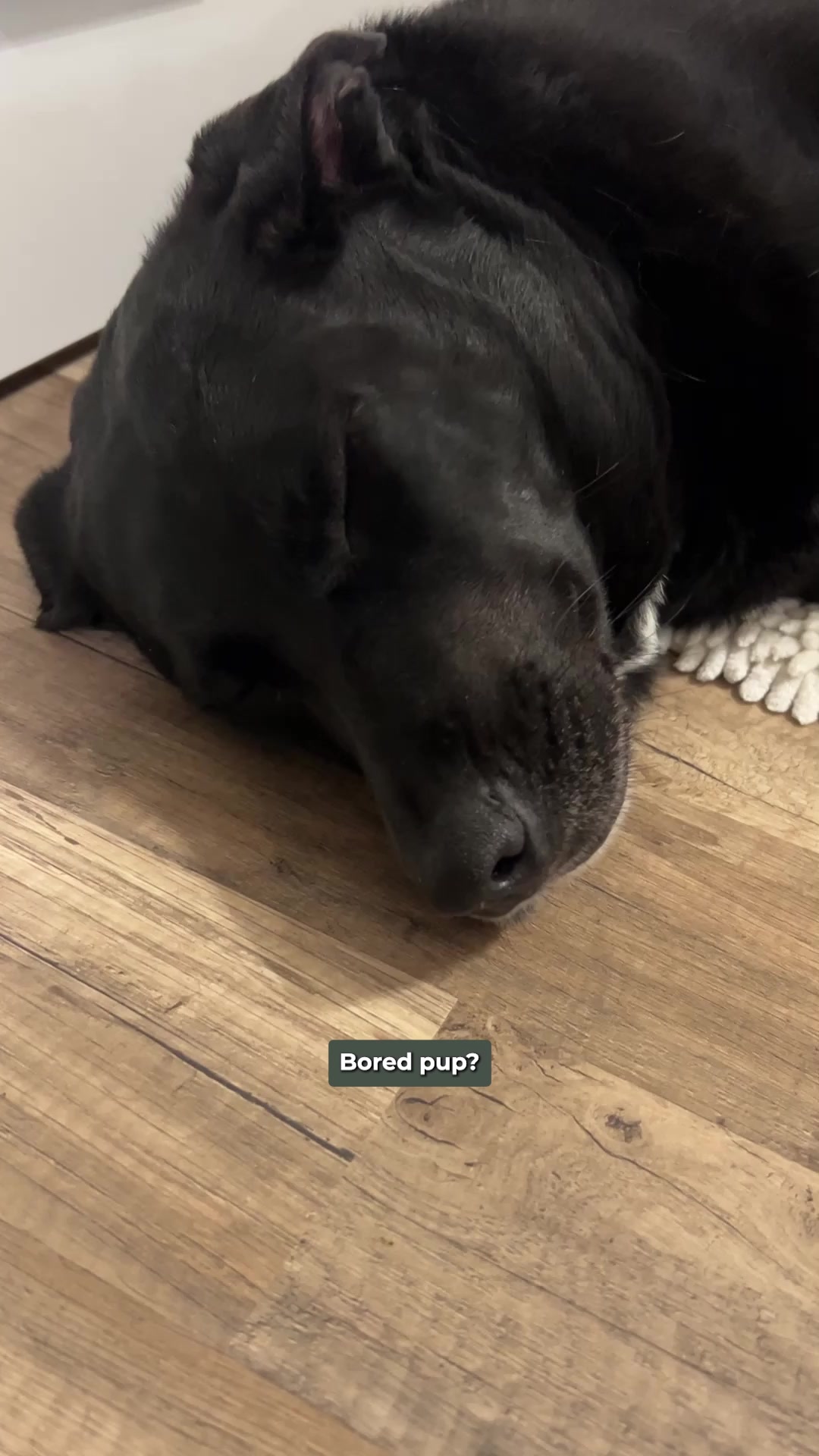 Today’s Pet Care Pick: Puppy Love Nanuet