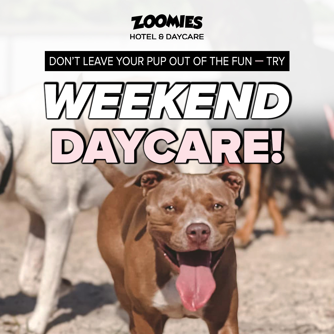 ZOOMIES Pet Hotel Panama City Beach | Dog Boarding & Daycare Services