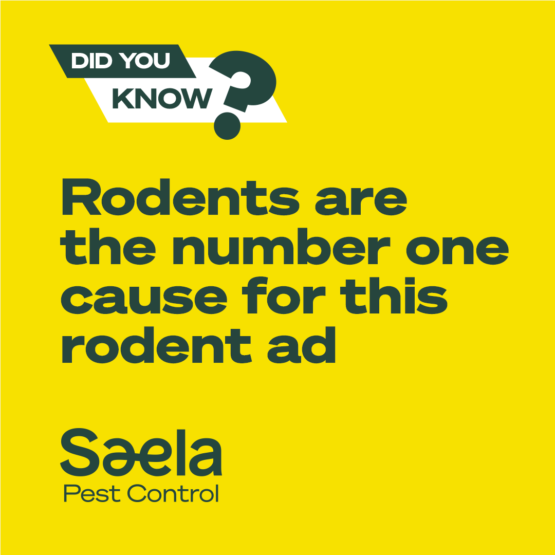 Saela Pest Control Pest Control ad creative