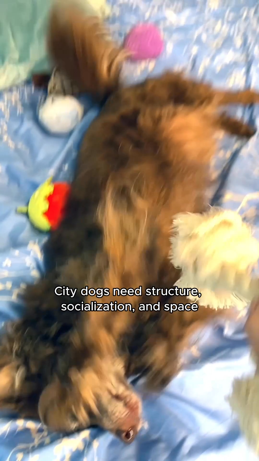 Your Pup's Favorite Playdate Awaits at Discopaws!