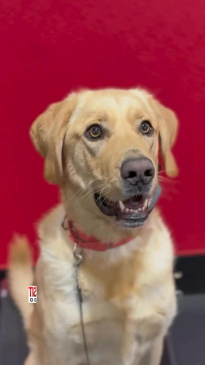 Watch Real Training Results 🐾