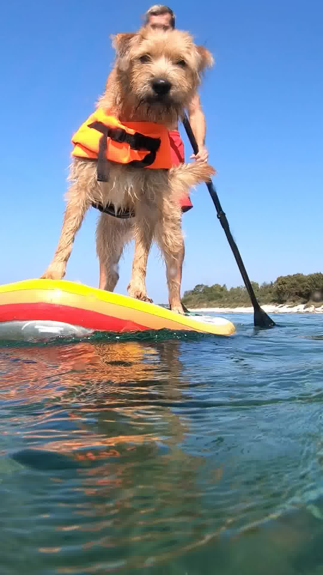 Free Dog Training Consultation!