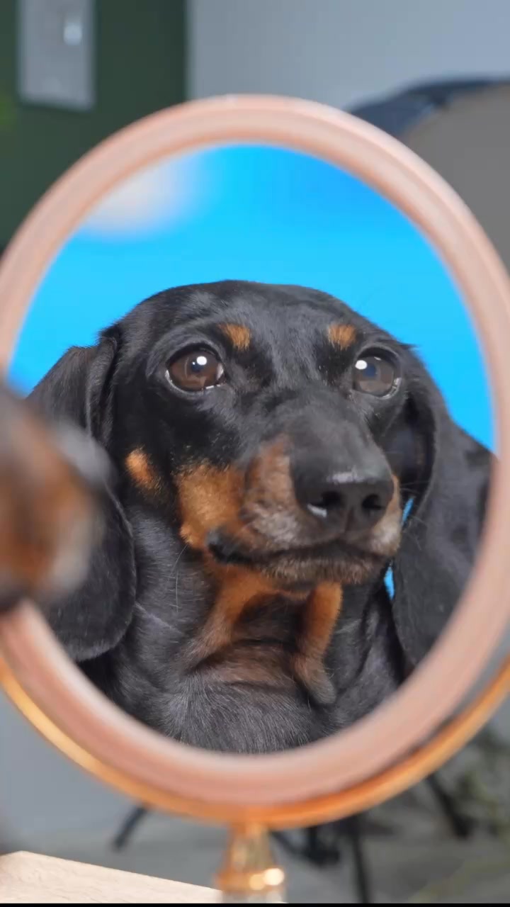 Professional Pet Dental Cleaning