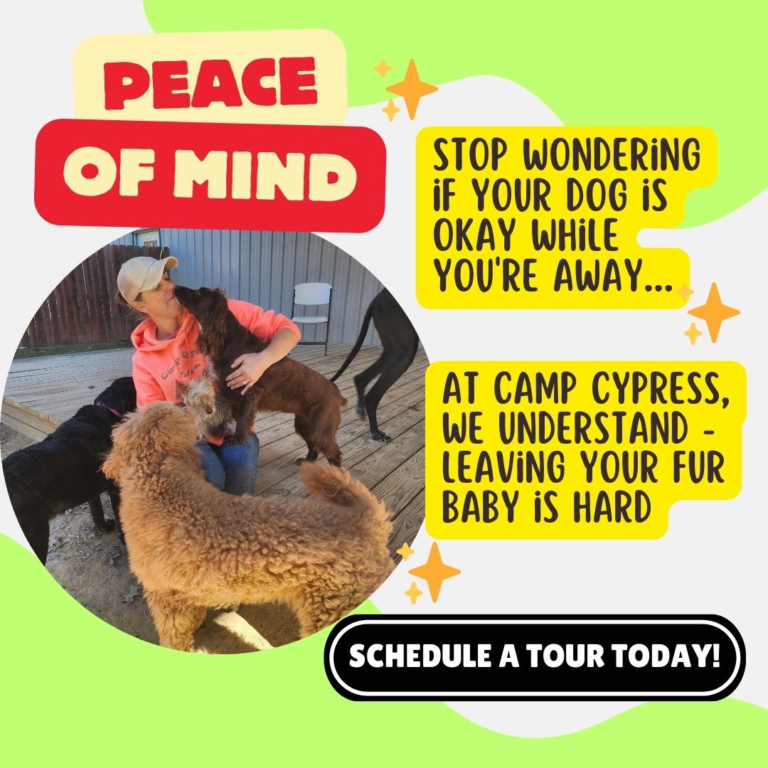 Worry-Free, Cage-Free Boarding | Camp Cypress Dog Retreat