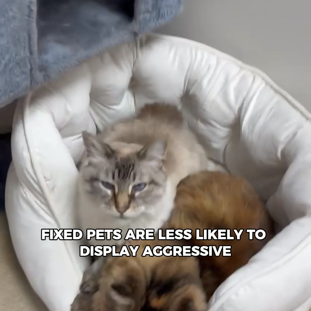 Prevents unwanted litters 🐾