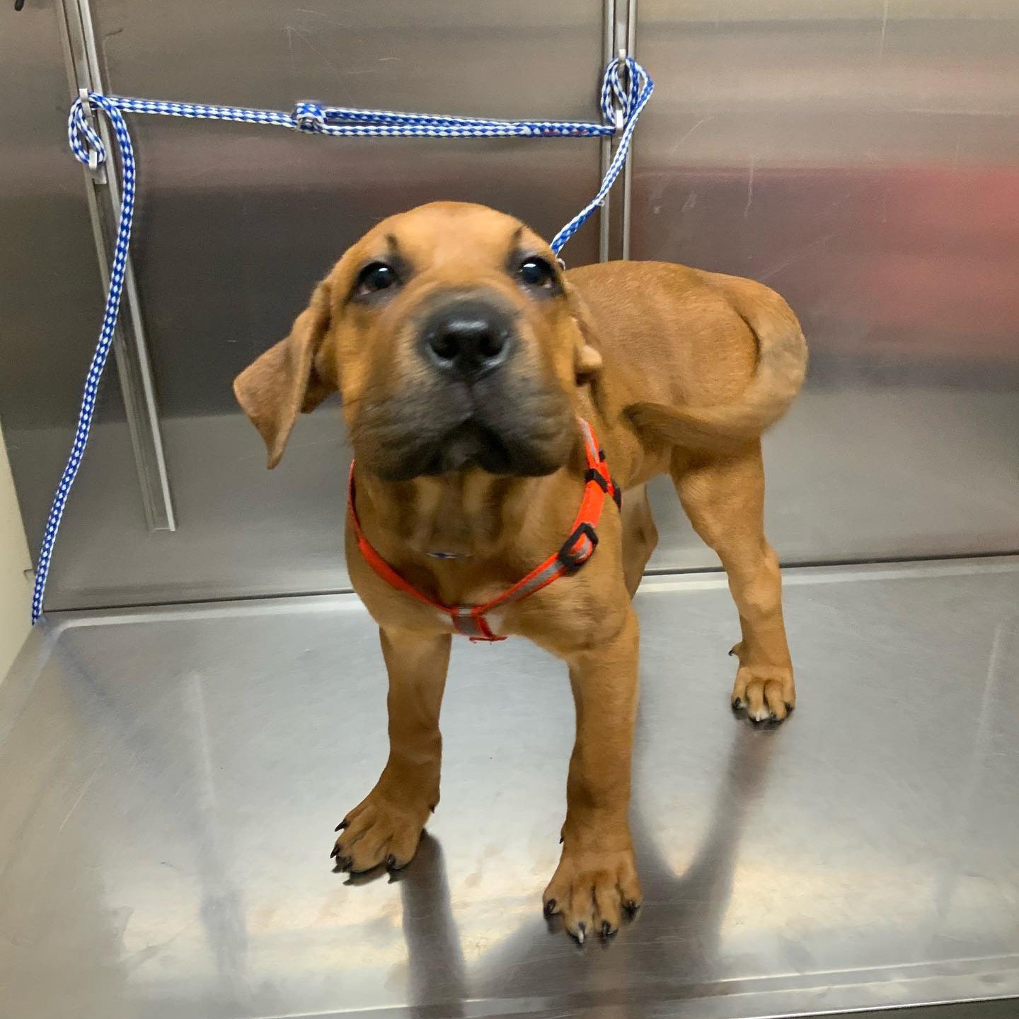 Granite Hills Animal Care Special Offer