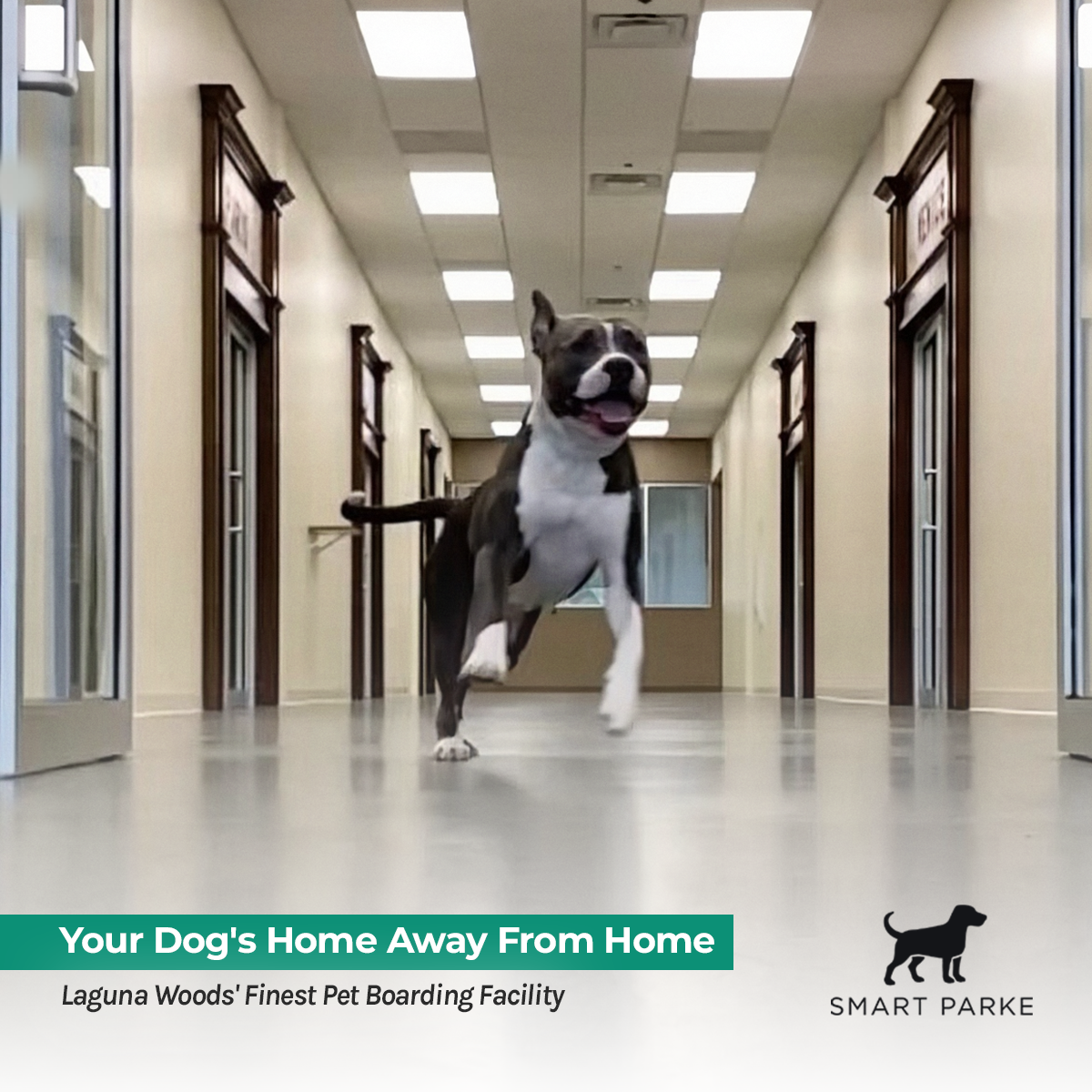 Premium Dog Daycare in Laguna Woods