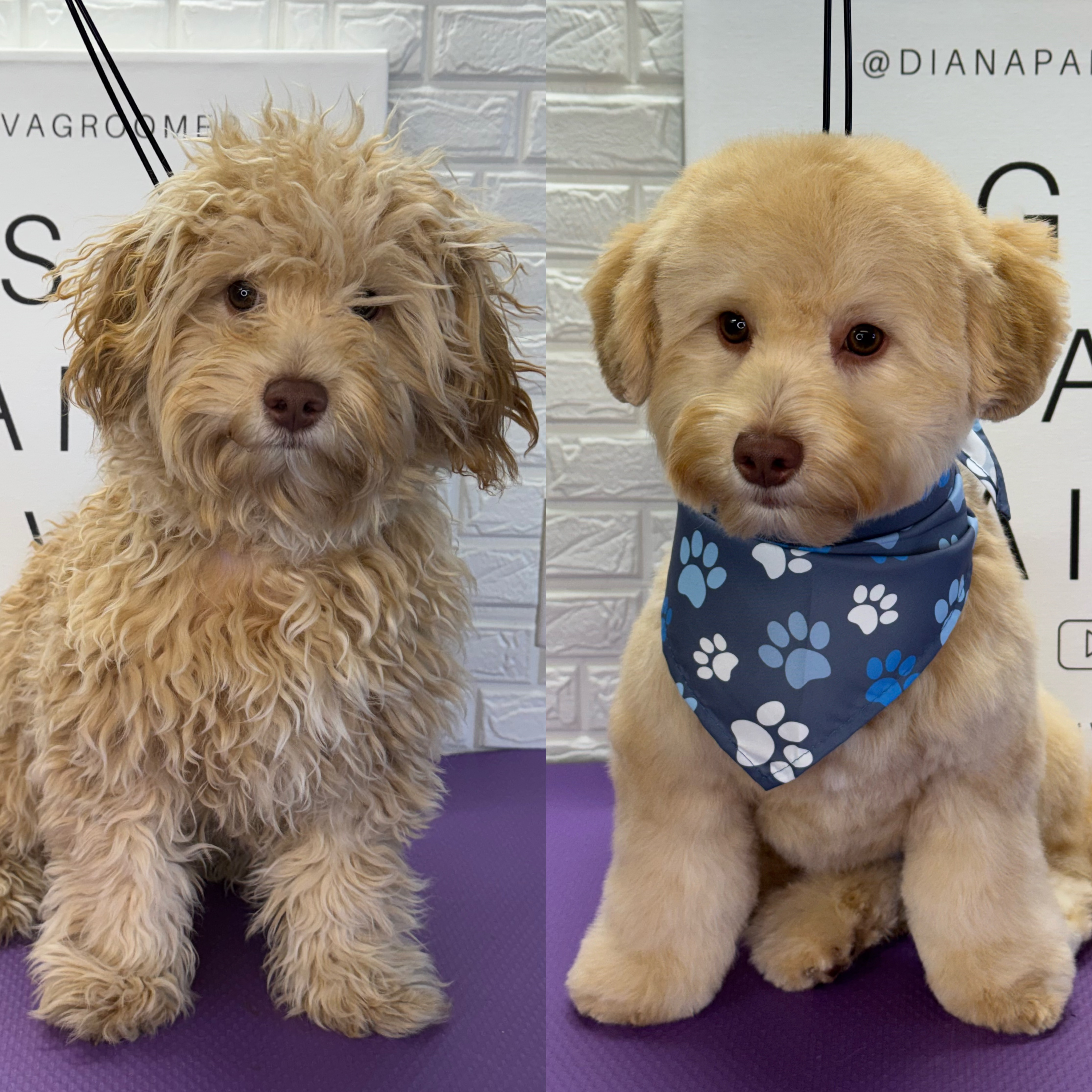 Request Your Grooming Appointment