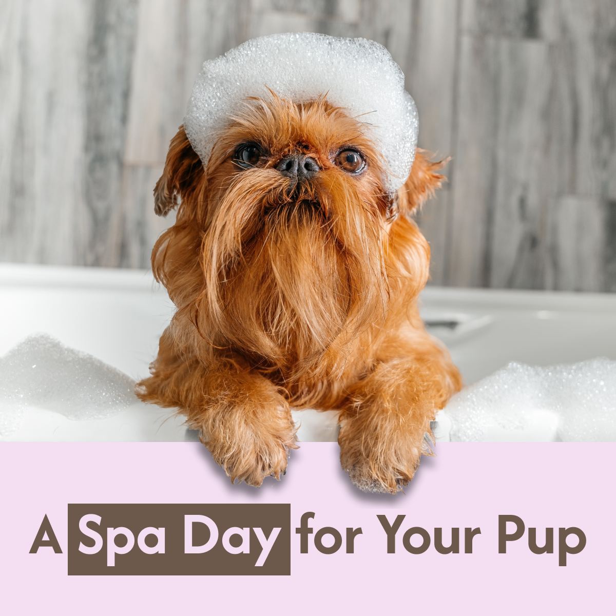 🐾 Your Dog Deserves the Best—Get a Grooming Quote Today!