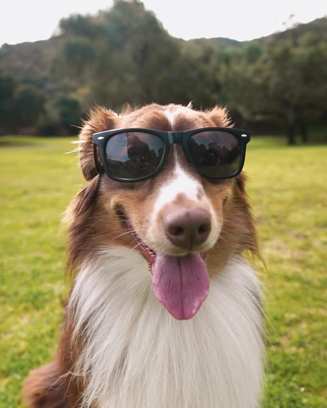 K9 Logic Dog Training Dog Training ad creative