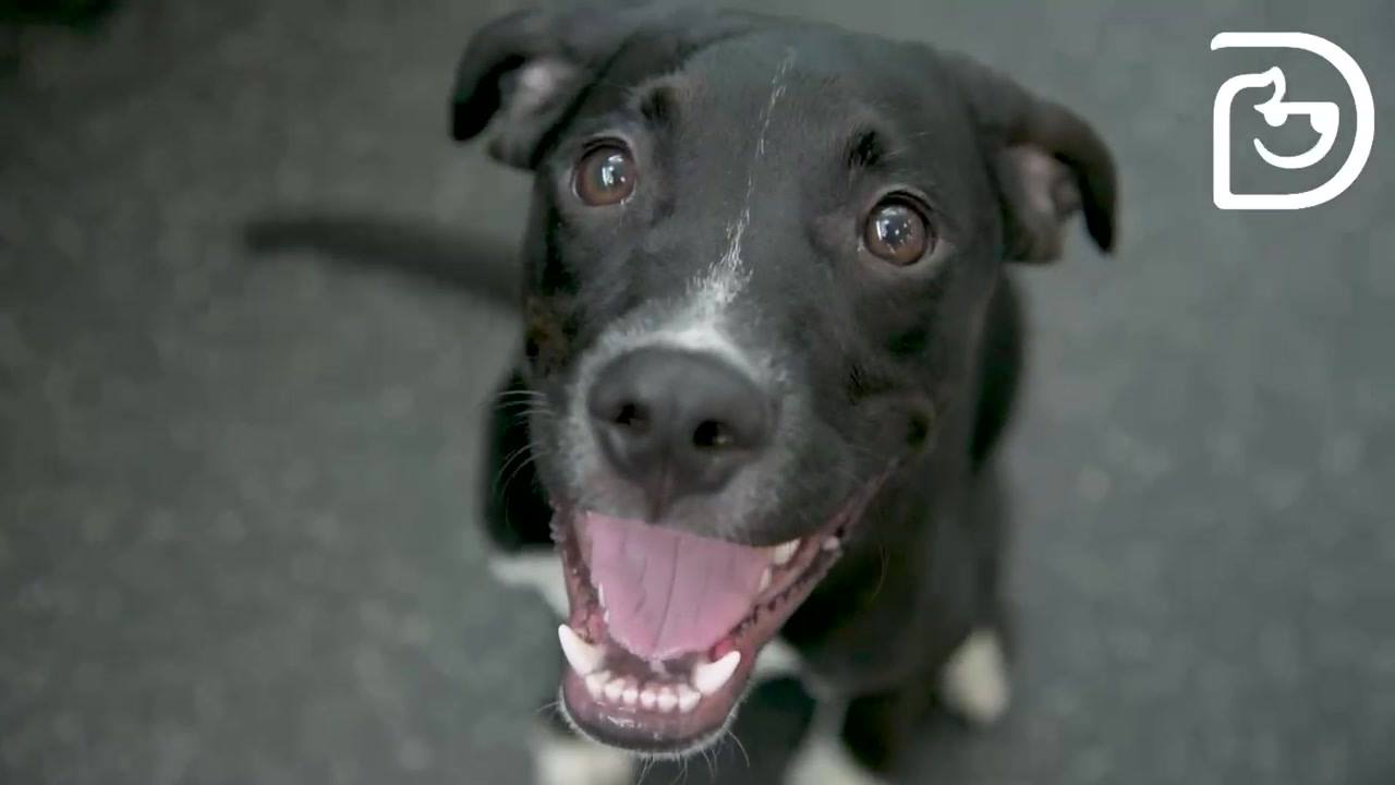 GIVE YOUR DOG A SOCIAL LIFE!