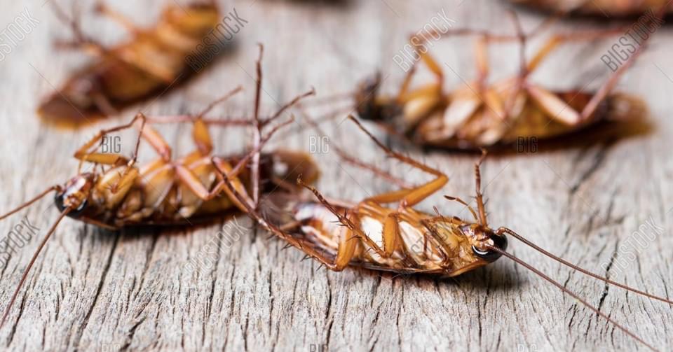 ARAB Of Southern Indiana