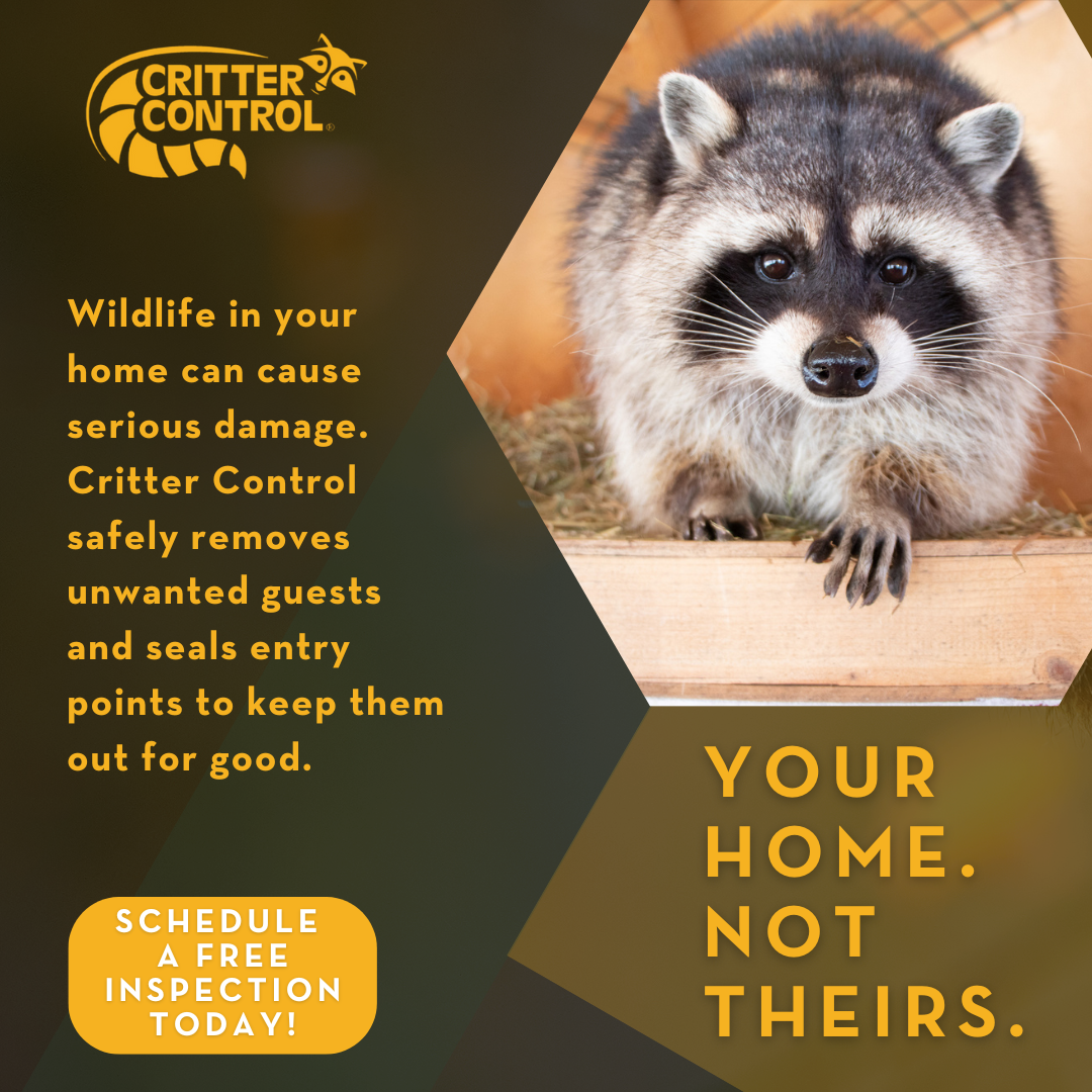 Expert Wildlife Removal