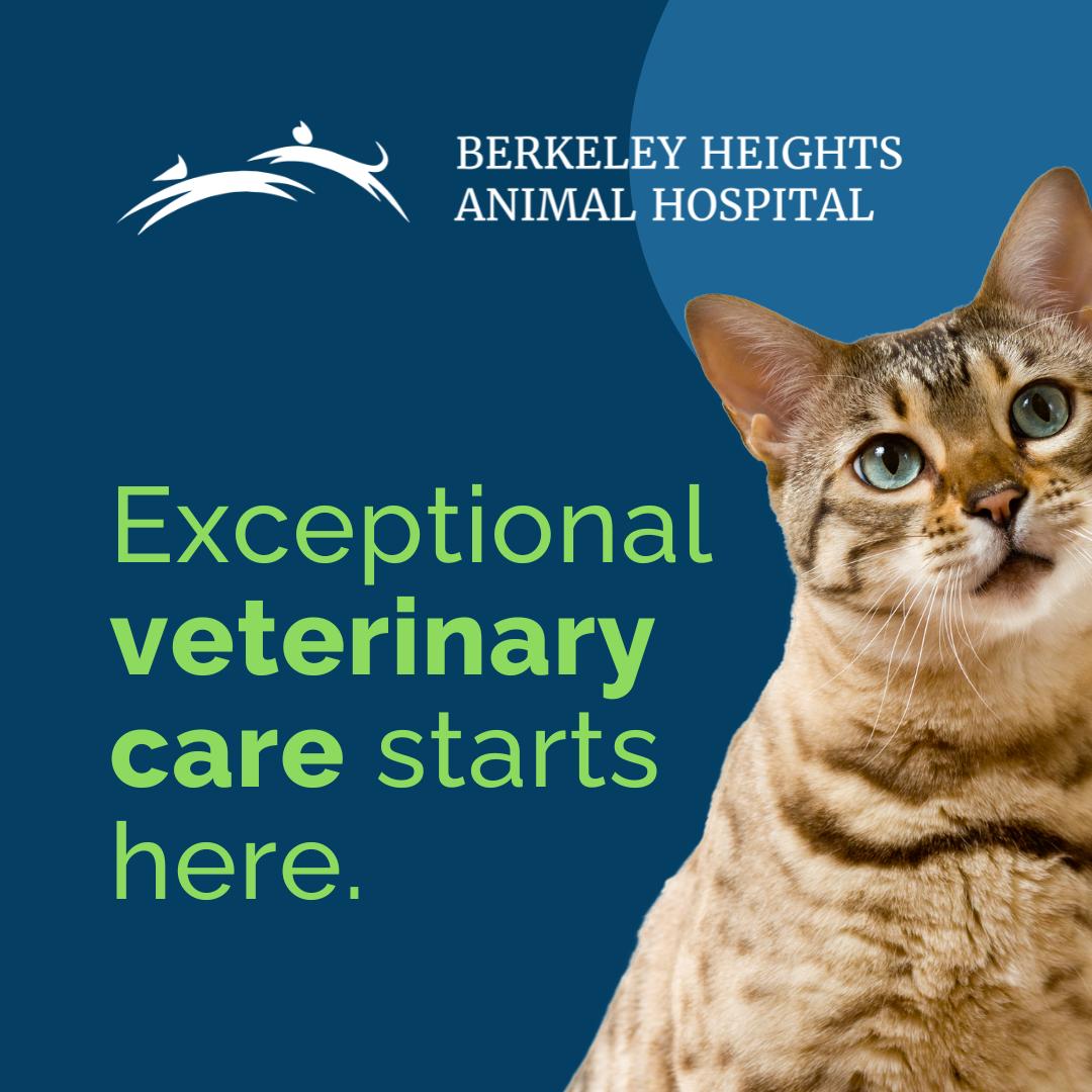 Berkeley Heights Animal Hospital