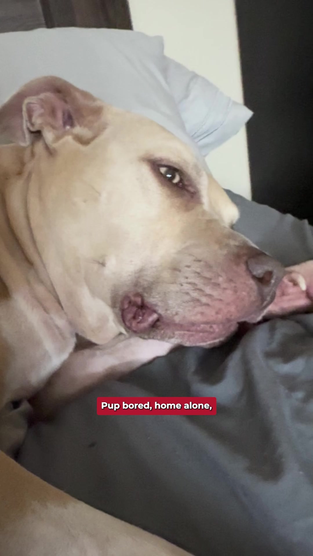 Today's Pet Care Pet Boarding ad creative