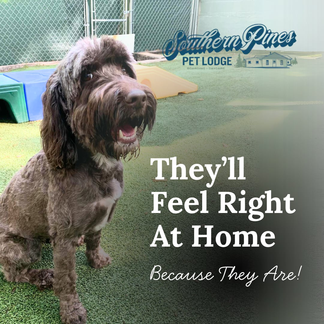 Most Pet Daycares Are Built for Convenience. We Built Ours for Care