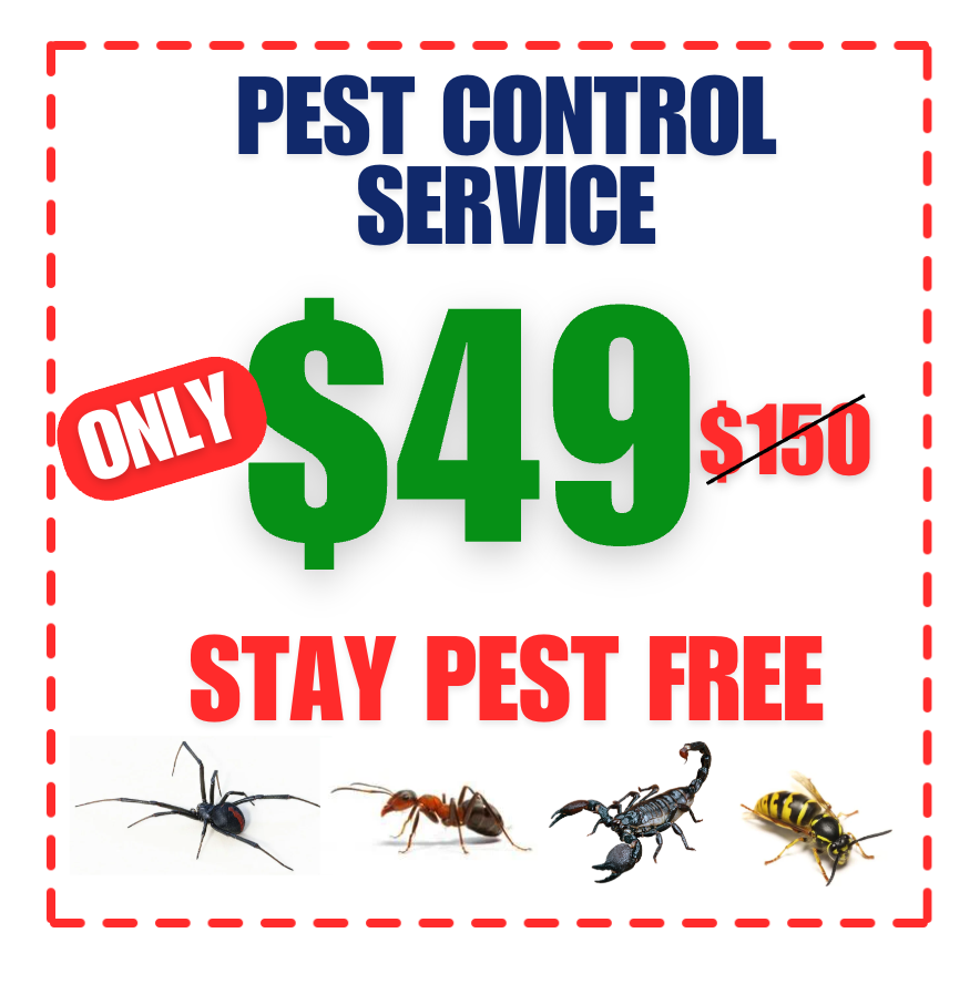 🦂 Scorpions & Spiders Beware – $49 Pest Control Service